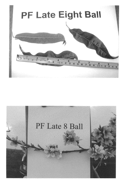 Figure 1 of US plant patent PP26058, the photograph of P.F. Late 8 Ball printed in the patent.