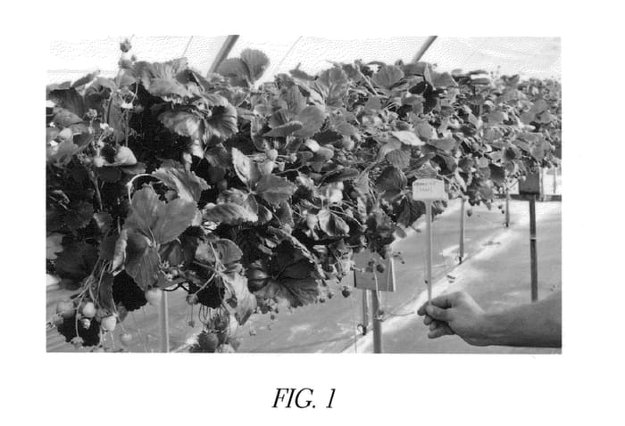 Figure 1 of US plant patent PP26059, the photograph of Amandine printed in the patent.