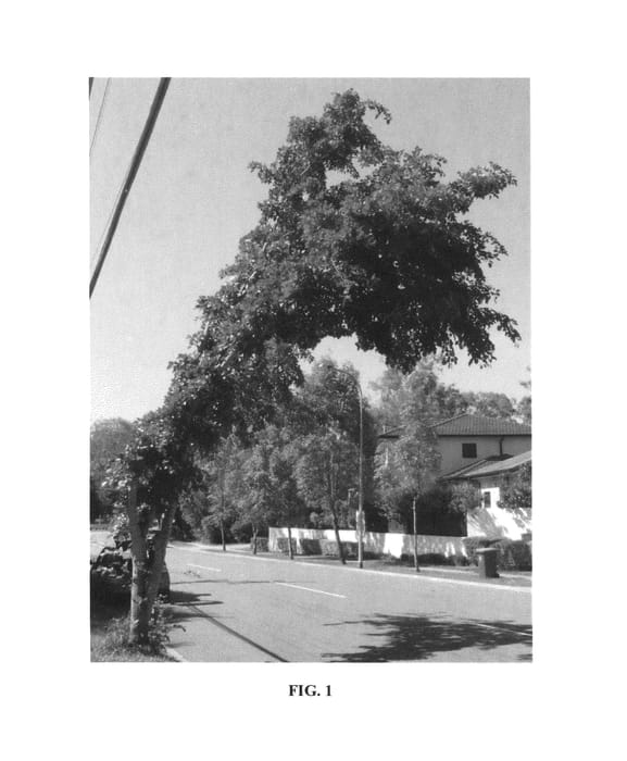 Figure 1 of US plant patent PP26061, the photograph of K606 printed in the patent.