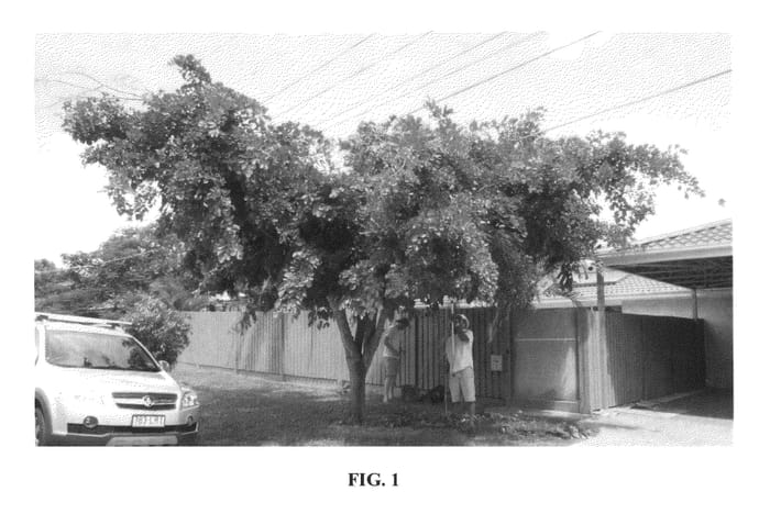 Figure 1 of US plant patent PP26062, the photograph of K128b printed in the patent.