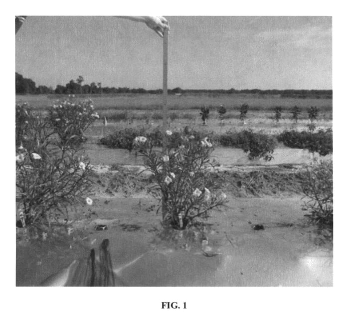 Figure 1 of US plant patent PP26063, the photograph of R10-105-Q54 printed in the patent.