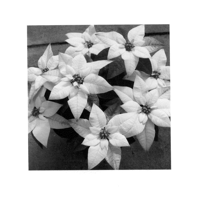 Figure 1 of US plant patent PP26064, the photograph of RFAM444 printed in the patent.