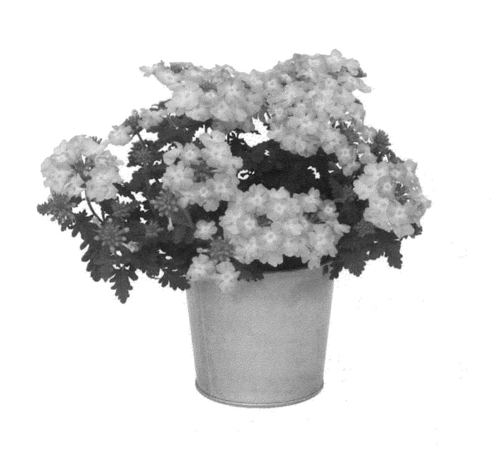 Figure 1 of US plant patent PP26065, the photograph of KLEVP12430 printed in the patent.