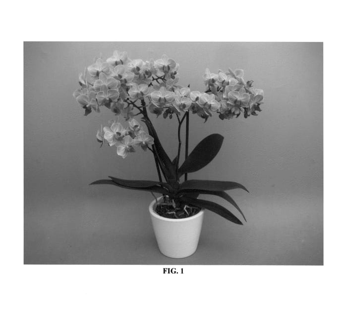 Figure 1 of US plant patent PP26066, the photograph of Phaldonfi printed in the patent.