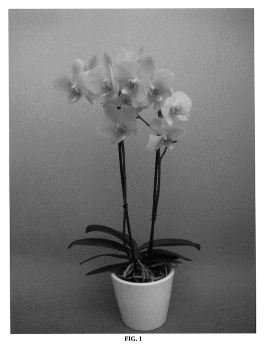 Figure 1 of US plant patent PP26067, the photograph of PHALFIMWAQ printed in the patent.