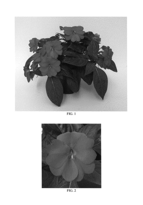 Figure 1 of US plant patent PP26068, the photograph of Balbigery printed in the patent.
