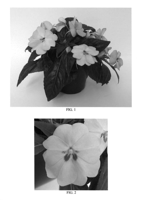 Figure 1 of US plant patent PP26069, the photograph of Balbigilac printed in the patent.