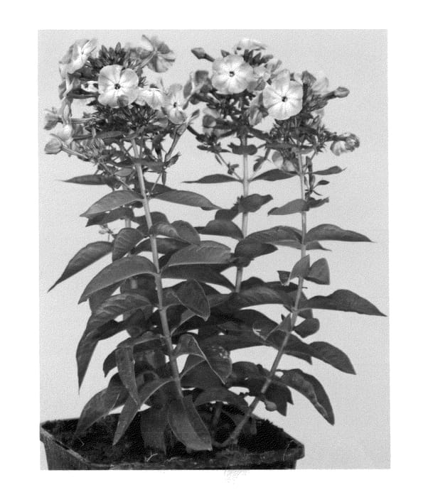 Figure 1 of US plant patent PP26070, the photograph of Versoldblue printed in the patent.