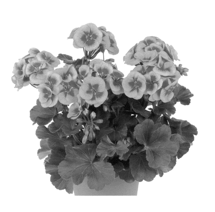 Figure 1 of US plant patent PP26071, the photograph of Duesarlish printed in the patent.