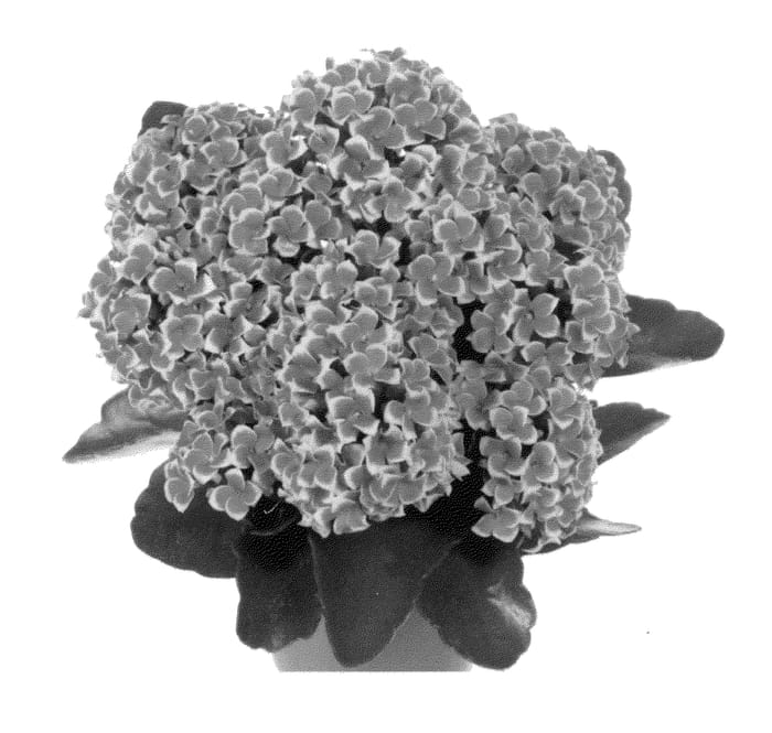 Figure 1 of US plant patent PP26072, the photograph of Fikalpiton printed in the patent.