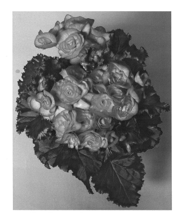 Figure 1 of US plant patent PP26073, the photograph of HVRIDARK printed in the patent.