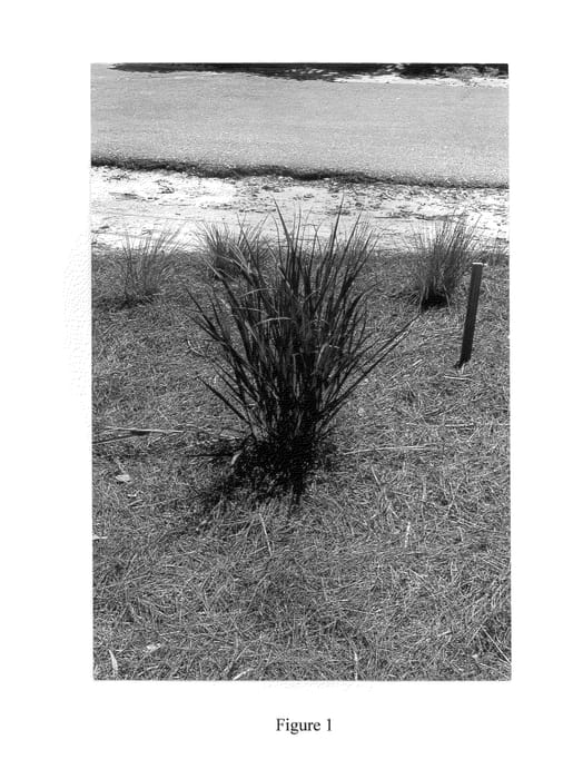 Figure 1 of US plant patent PP26074, the photograph of Hot Rod printed in the patent.