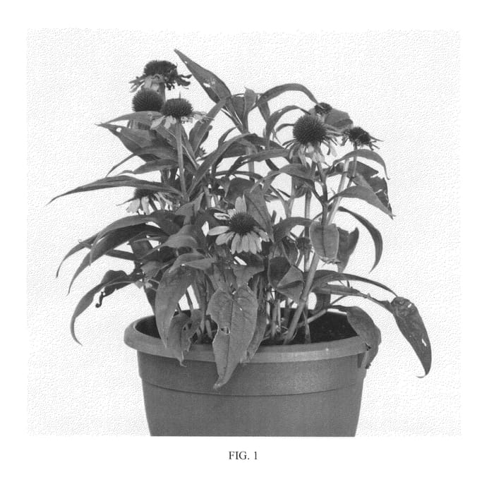 Figure 1 of US plant patent PP26075, the photograph of Fourth of July printed in the patent.