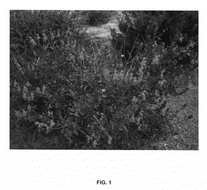 Figure 1 of US plant patent PP26076, the photograph of Ruby Slippers printed in the patent.