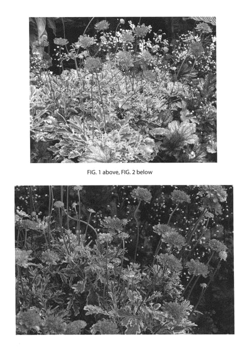 Figure 1 of US plant patent PP26077, the photograph of Vivid Imagination printed in the patent.