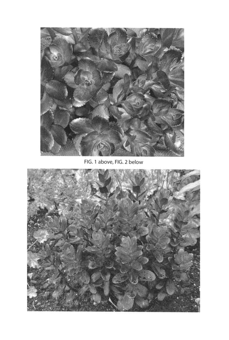 Figure 1 of US plant patent PP26078, the photograph of Touchdown Teak printed in the patent.