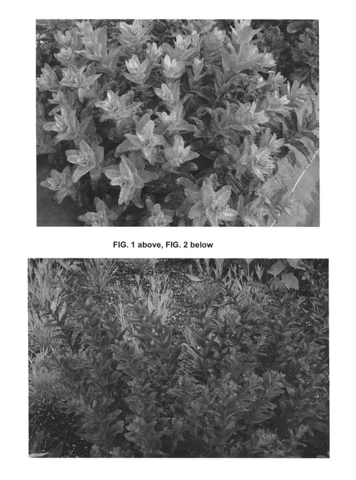 Figure 1 of US plant patent PP26079, the photograph of Touchdown Flame printed in the patent.