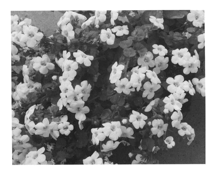 Figure 1 of US plant patent PP26080, the photograph of KLESG13255 printed in the patent.