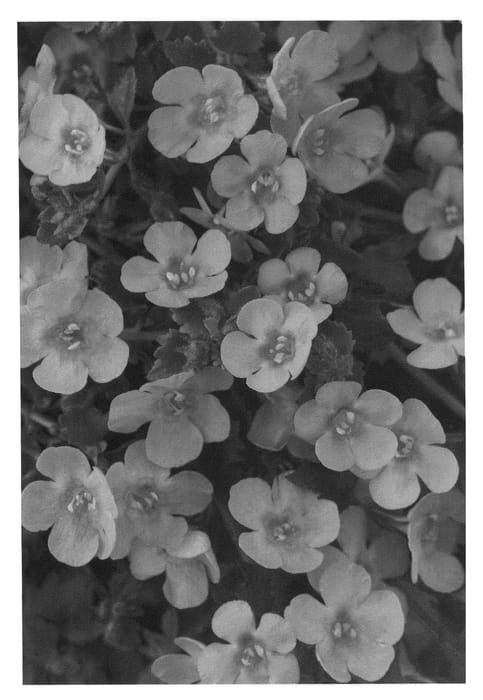 Figure 1 of US plant patent PP26081, the photograph of KLESG13258 printed in the patent.