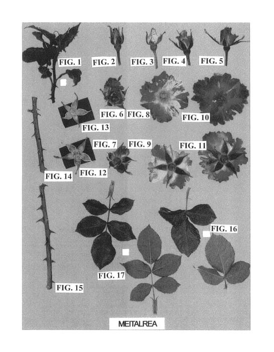 Figure 1 of US plant patent PP26082, the photograph of Meitalrea printed in the patent.