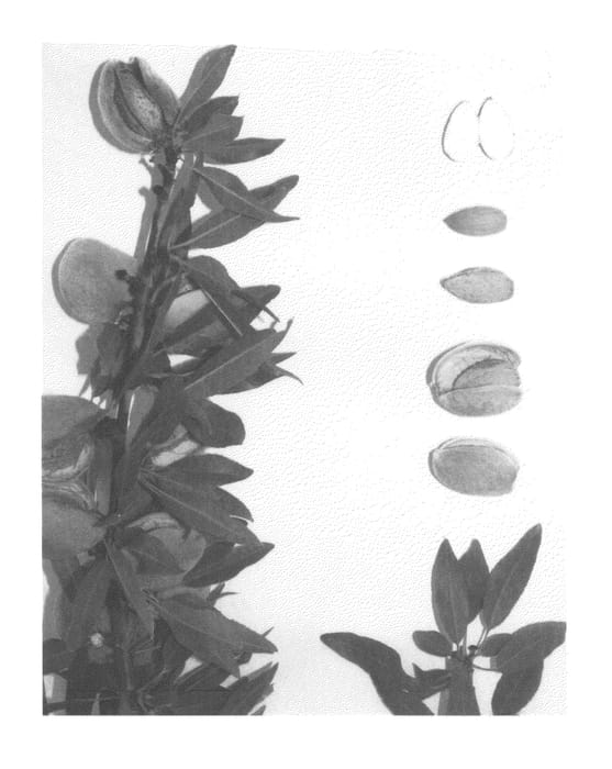 Figure 1 of US plant patent PP26083, the photograph of Bennett-Hickman printed in the patent.
