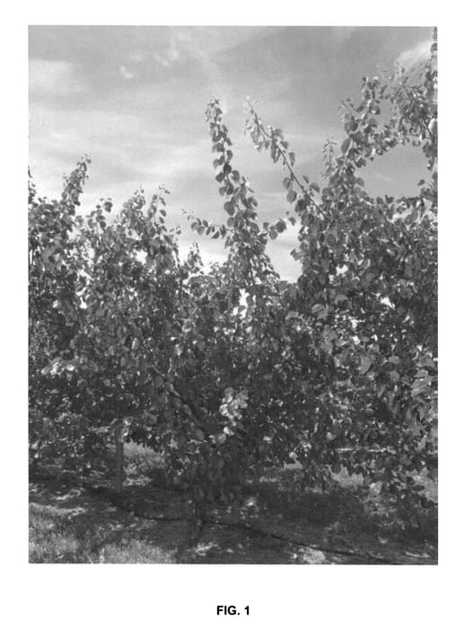 Figure 1 of US plant patent PP26084, the photograph of Mac12/54 printed in the patent.
