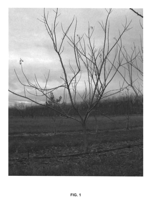 Figure 1 of US plant patent PP26085, the photograph of StB14/22 printed in the patent.