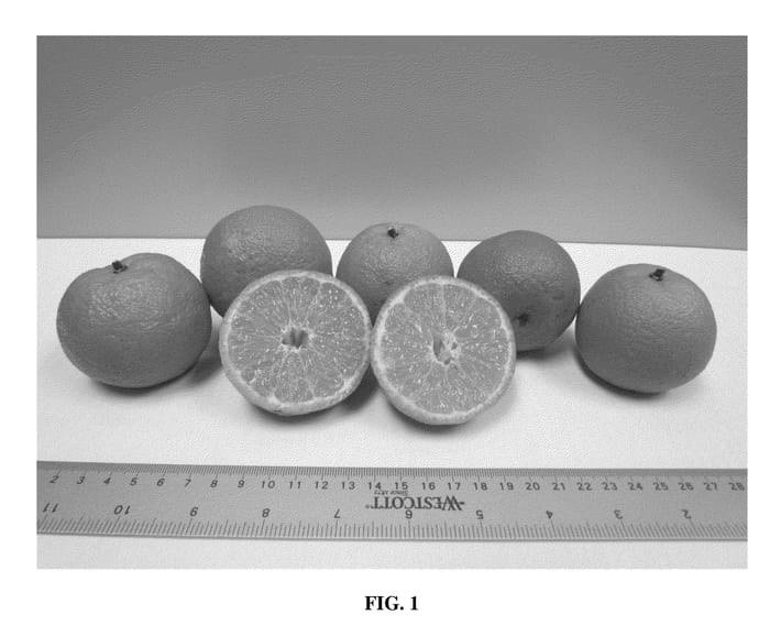 Figure 1 of US plant patent PP26086, the photograph of C4-15-19 printed in the patent.