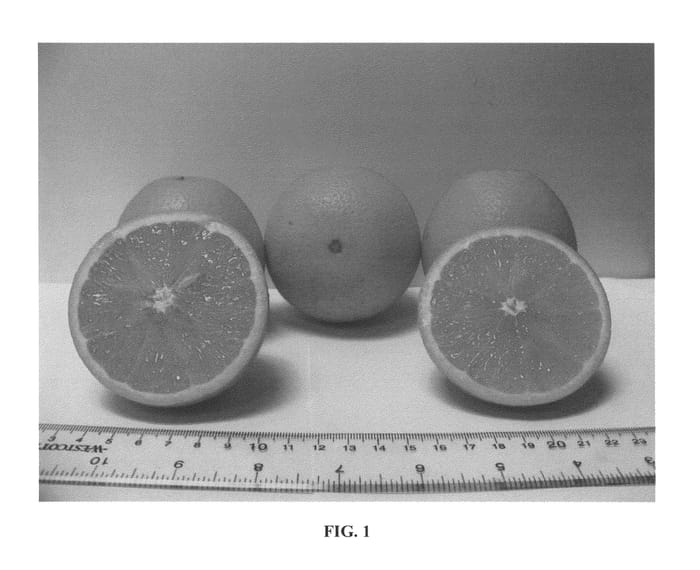 Figure 1 of US plant patent PP26087, the photograph of OLL-8 printed in the patent.