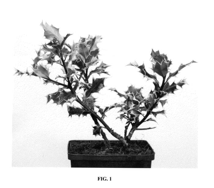 Figure 1 of US plant patent PP26088, the photograph of Spek 02 printed in the patent.