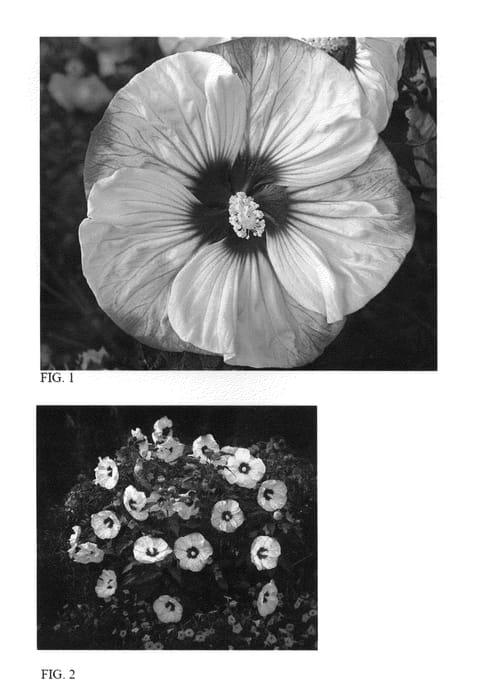 Figure 1 of US plant patent PP26089, the photograph of Cherry Cheesecake printed in the patent.