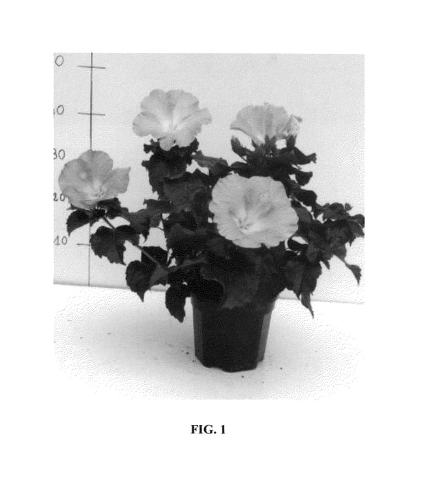 Figure 1 of US plant patent PP26090, the photograph of Lanloire printed in the patent.