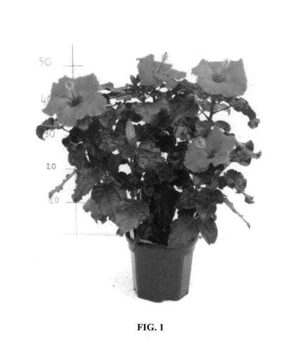 Figure 1 of US plant patent PP26091, the photograph of Lanseine printed in the patent.