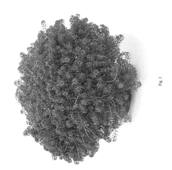 Figure 1 of US plant patent PP26092, the photograph of DLOBU23 printed in the patent.