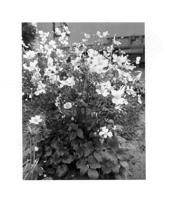 Figure 1 of US plant patent PP26093, the photograph of Pretty Lady Maria printed in the patent.