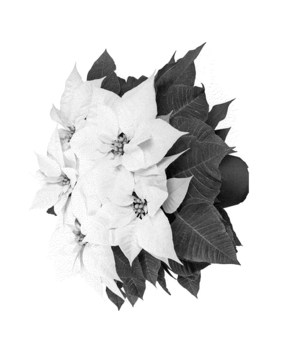 Figure 1 of US plant patent PP26094, the photograph of Duegla13 printed in the patent.