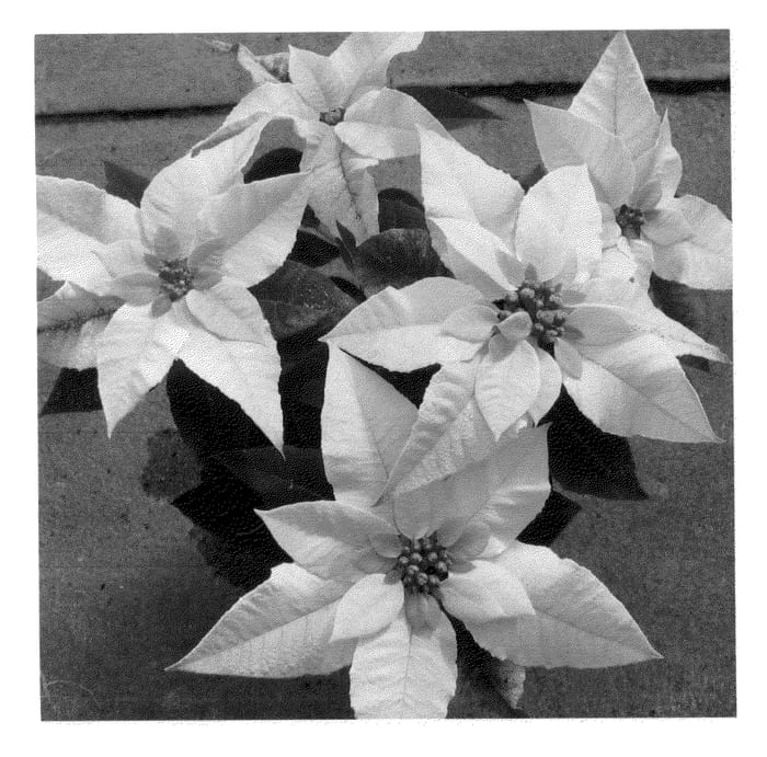 Figure 1 of US plant patent PP26095, the photograph of RFAM445 printed in the patent.