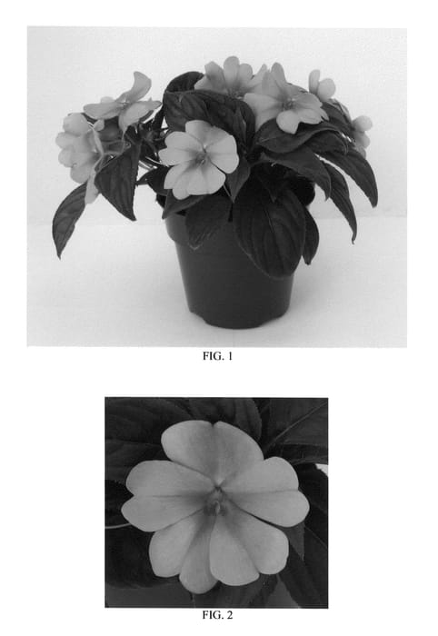 Figure 1 of US plant patent PP26097, the photograph of Balbigaven printed in the patent.