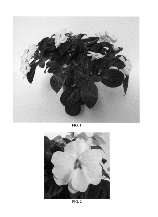 Figure 1 of US plant patent PP26098, the photograph of Balbigite printed in the patent.