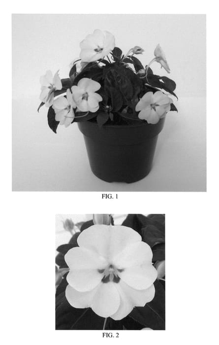 Figure 1 of US plant patent PP26099, the photograph of Balbouite printed in the patent.