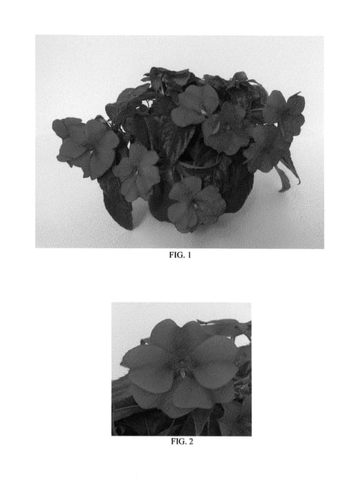 Figure 1 of US plant patent PP26100, the photograph of Balboucher printed in the patent.