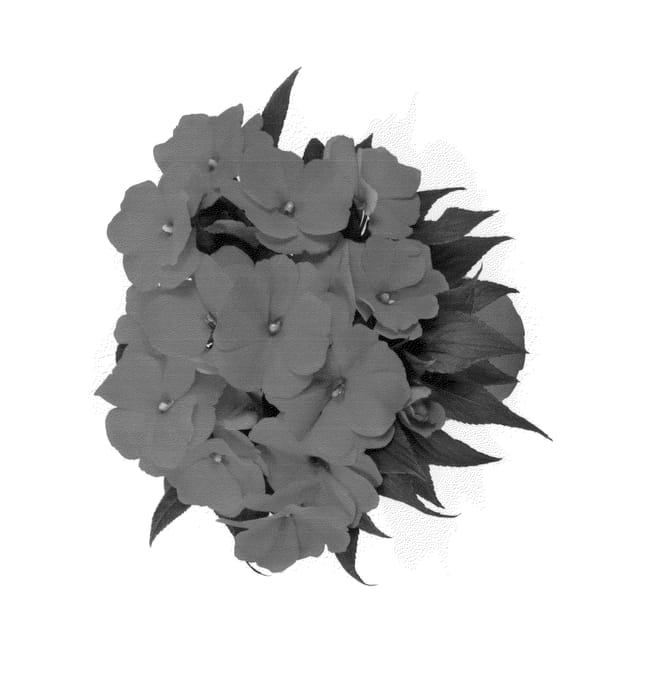 Figure 1 of US plant patent PP26101, the photograph of Duemagor printed in the patent.