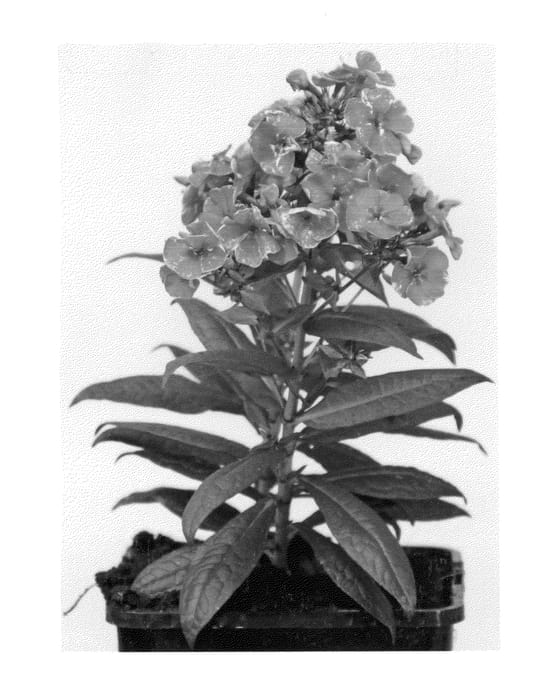 Figure 1 of US plant patent PP26102, the photograph of Verscerise printed in the patent.