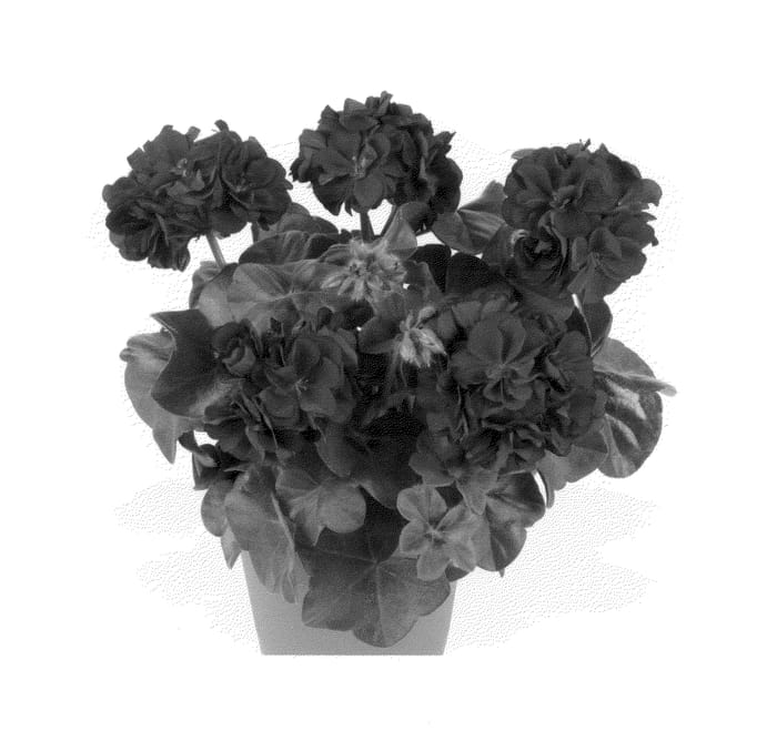 Figure 1 of US plant patent PP26103, the photograph of Duegbofmer printed in the patent.