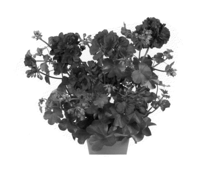 Figure 1 of US plant patent PP26104, the photograph of Fipeldanburg printed in the patent.