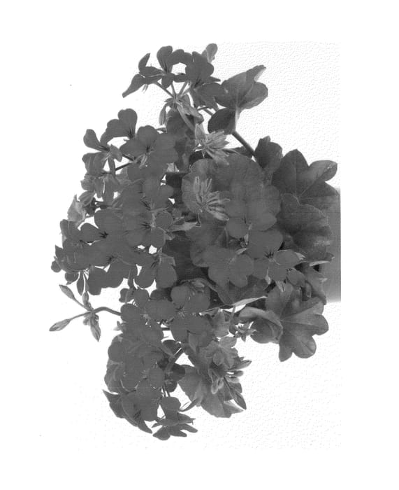 Figure 1 of US plant patent PP26105, the photograph of Duebevir12 printed in the patent.