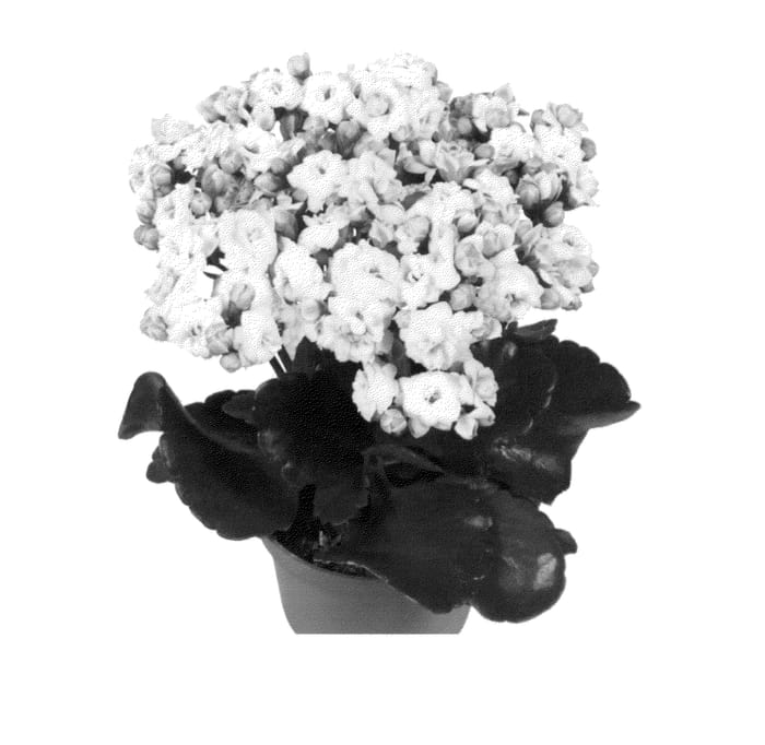 Figure 1 of US plant patent PP26106, the photograph of Ficalanewbank printed in the patent.