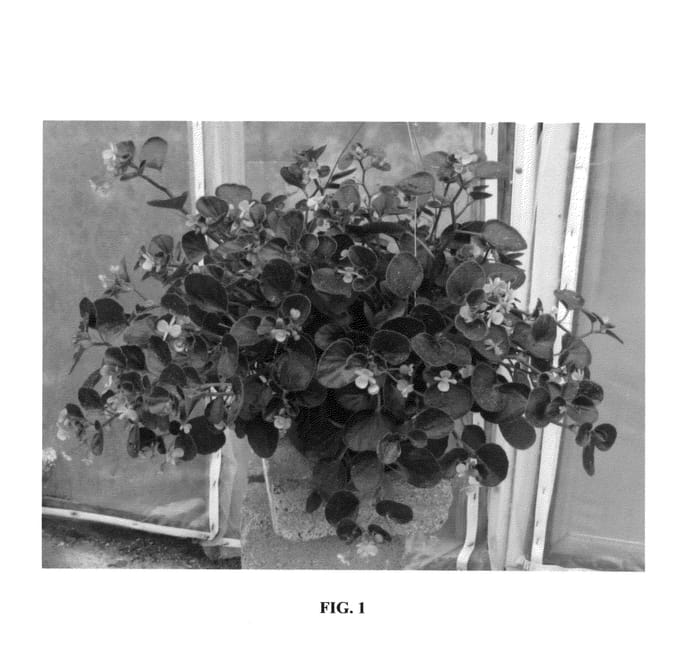 Figure 1 of US plant patent PP26107, the photograph of Basket Case Pink printed in the patent.
