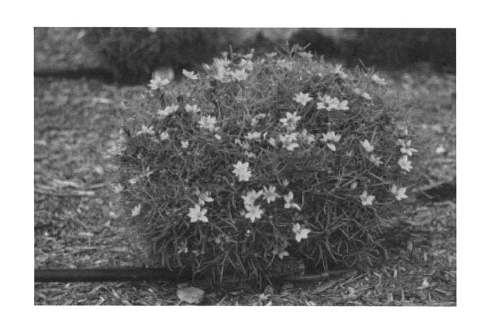 Figure 1 of US plant patent PP26108, the photograph of Novacorbir printed in the patent.