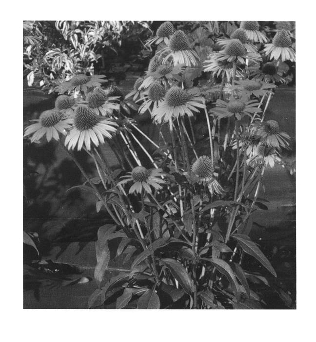 Figure 1 of US plant patent PP26109, the photograph of Dixie Blaze printed in the patent.
